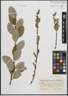 Foto von Salix arenaria L.